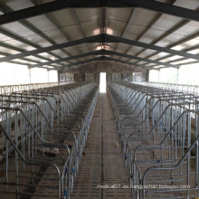 Fabricante de equipo de cría de cerdo Cajones de gestación de cerdo